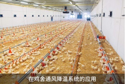鸡舍通风降温系统怎样能达到最好的通风效果？